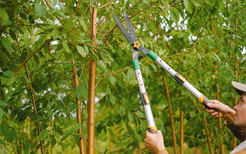 Tree trimming in Imnaha, OR